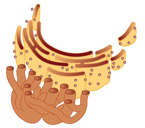 Endoplasmic Reticulum ( Read ) | Biology | CK-12 Foundation