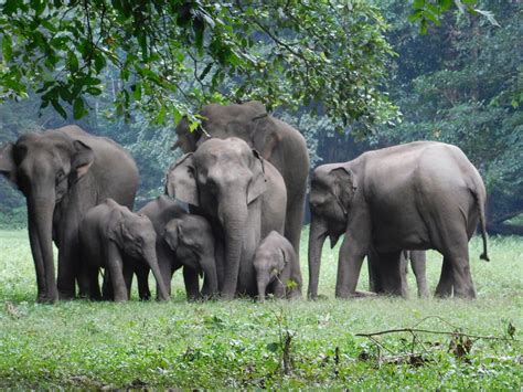 Mudumalai National Park – Kaziranga National Park and Tiger Reserve ...