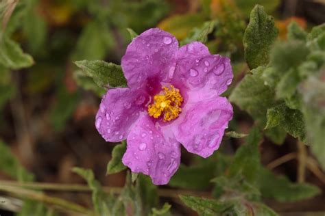 Best Texas Landscape Plants: For North, South, and Central Regions