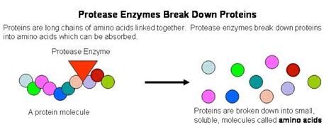 protease | Ecovatec