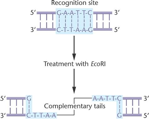 EcoRI.html 19_03-EcoRI.jpg