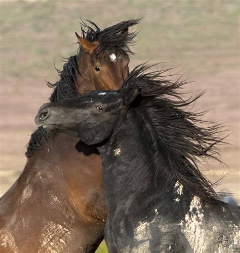 Wild Horses Fighting – Onaqui Herd | Photography of Wild Horses ...