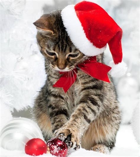 Pin by Dianne Morris on Christmas pictures | Christmas cats, Christmas kitten, Christmas animals