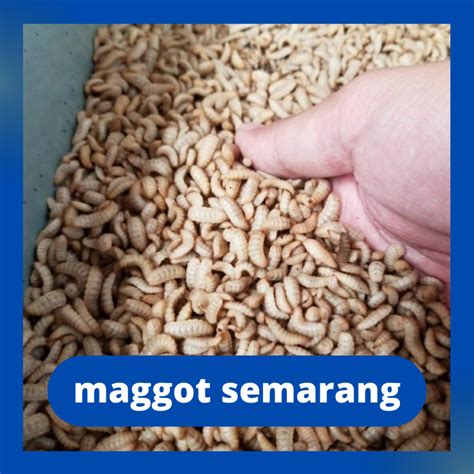 Jual Maggot bsf Hidup Fresh ( larvae bsf ) 1KG | Shopee Indonesia