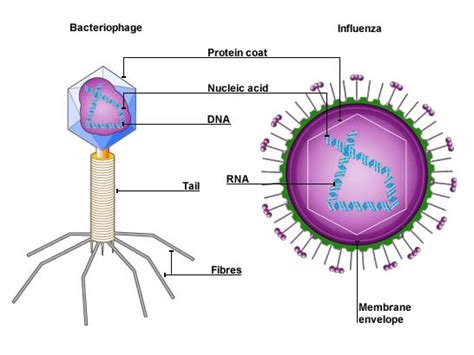 cell biology - Is "Virus" a part of Acaryote? - Biology Stack Exchange