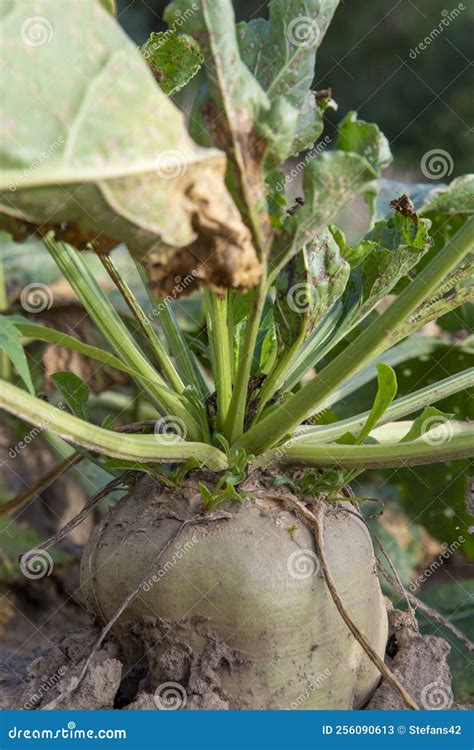 Mangelwurzel or Mangold Wurzel Growing in Agricultural Field. Mangold, Mangel Beet, Field Beet ...