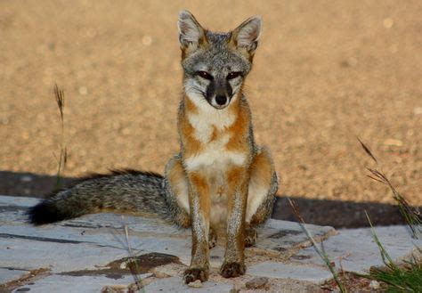 24 Wildlife of Big Bend ideas | big bend national park, big bend, wildlife