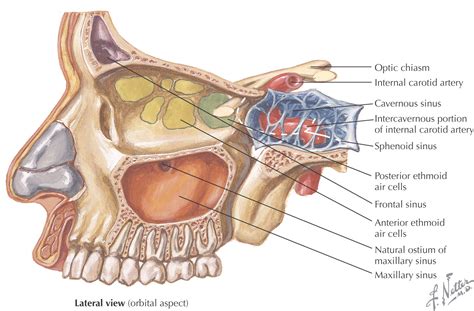 Paranasal sinuses; Nasal Sinuses