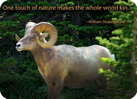 a ram with large horns stands in front of trees and has a quote from ...