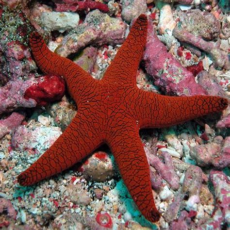 Red Starfish - Fromia | Fast Delivery Abyss Aquatics UK