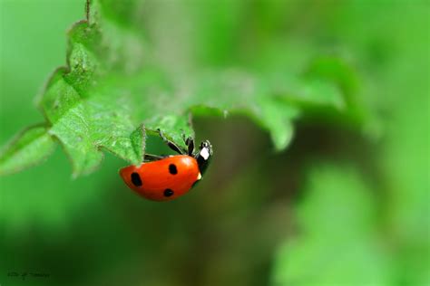 Ladybug on green leaf tree HD wallpaper | Wallpaper Flare