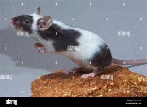 Pet Fancy Mouse (Mus musculus). Piebald, black and white, standing on rear legs, upon a crust of ...