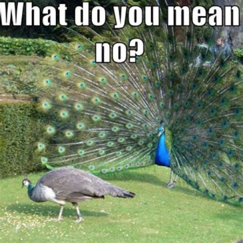 "What do you mean 'No?'" Animal Humour, Funny Animal Memes, Funny Cats, Beautiful Birds, Animals ...