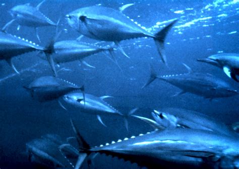 File:Yellowfin tuna nurp.jpg - 維基百科，自由的百科全書