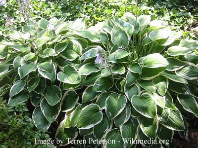 Sun Tolerant Hostas