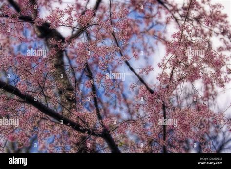 Cherry Blossom. Weeping Higan Cherry. Prunus subhirtella Pendula. April ...