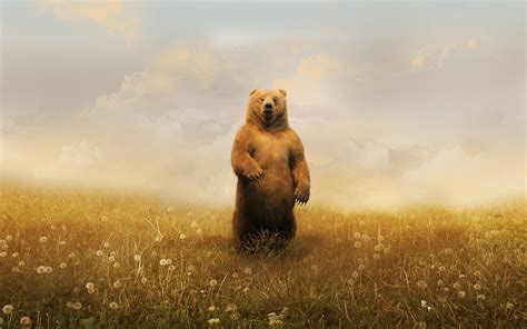 Bear Computer Wallpapers - Top Free Bear Computer Backgrounds ...