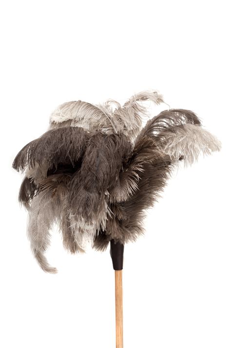 Free Stock Photo 10741 Feather Duster Isolated on White Background | freeimageslive