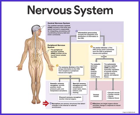 Nervous System Anatomy and Physiology | Nervous system anatomy, Nervous system, Anatomy and ...