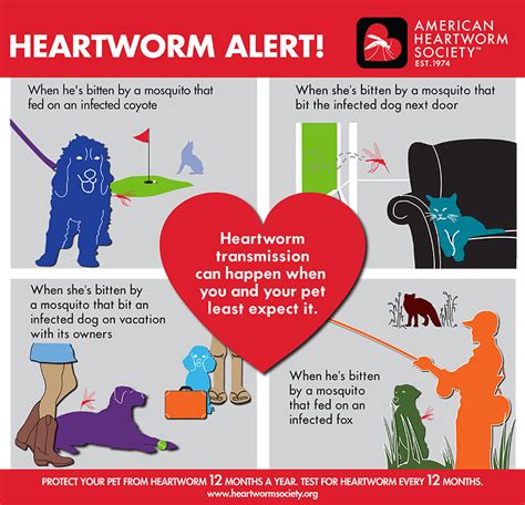 Brevard Aid to Animals :: Heartworm and Flea prevention