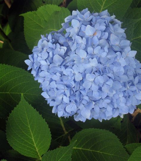 Like Blue Hydrangeas