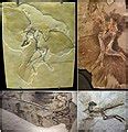 Category:Maniraptora fossils - Wikimedia Commons