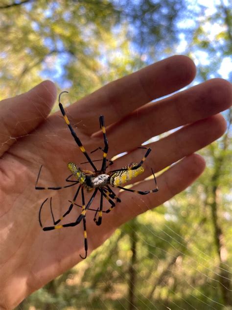 Voadoras e gigantes, aranhas asiáticas "Joro" podem invadir Nova York | Biodiversidade | Um só ...