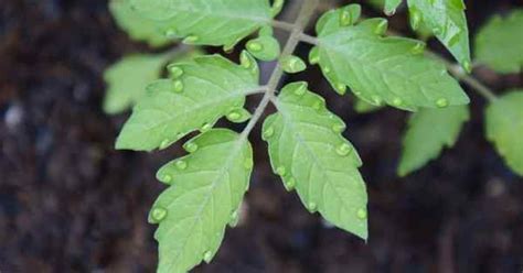 Tomato Diseases: How To Fight Septoria Leaf Spot - Gardening Channel