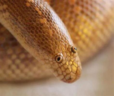 Arabian sand boa is the most derp snek ever. : pics | Animals, Snek, Sand cat