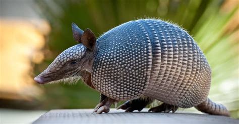 Are Armadillos Nocturnal Or Diurnal? Their Sleep Behavior Explained - A ...