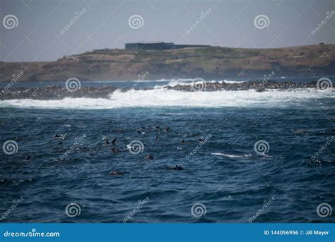 Seal Rock, Phillip Island, Australia Stock Photo - Image of beauty ...