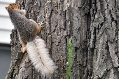 White-tailed squirrels spotted | Top Stories | wpnews.com