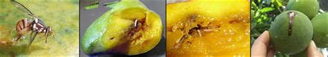 Effective Management of Fruit flies in Mango