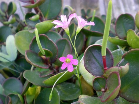 Flowering peperomia plant Learn how to get a peperomia to bloom https://www.houseplant411.com ...