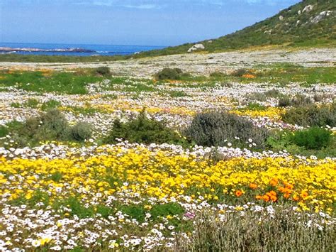 Flowers at the Cape West Coast - South Africa | South africa, Countries ...