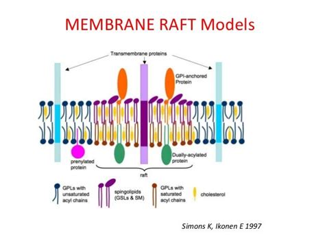 lipid rafts