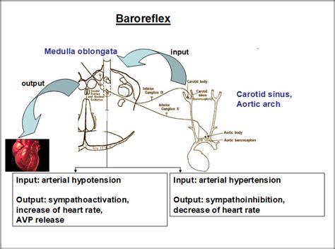 Figure 2. [Baroreflex regulation and SIADH: arterial...]. - Endotext ...