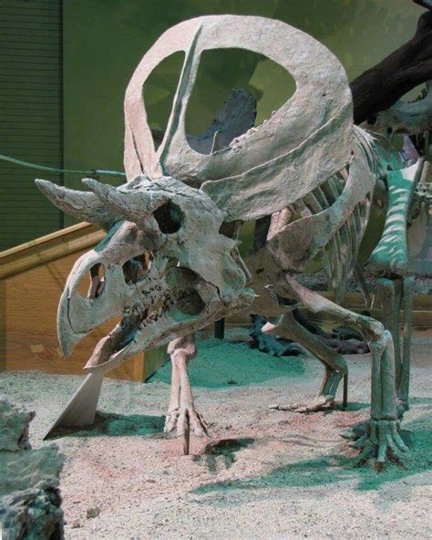 Zuniceratops christopheri, Wyoming Dinosaur Museum | In #China? Try www.importedFun.com for ...