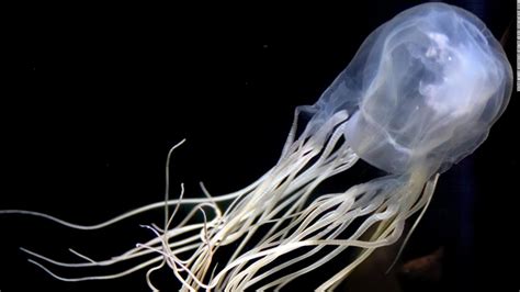 Box jellyfish antidote: Potential way to treat sting of world's most ...