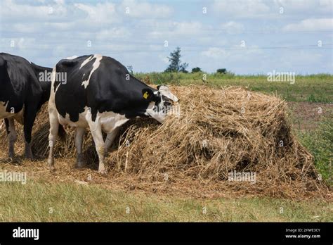 outdoor dairy cows eating alfalfa hay and ration Stock Photo - Alamy