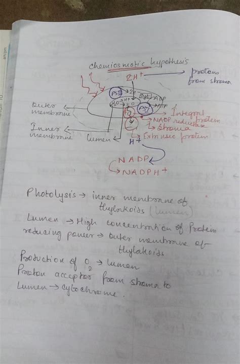 Show chemiosmotic hypothesis with the help of a diagram. - Brainly.in