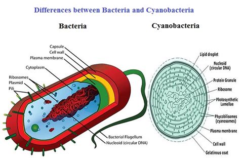 Differences between Bacteria and Cyanobacteria