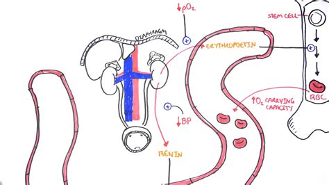 Endocrinology - Renal Hormones - Medical Follower