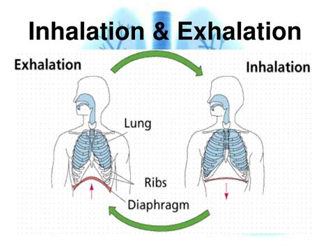 Simple Inhalation And Exhalation Diagram