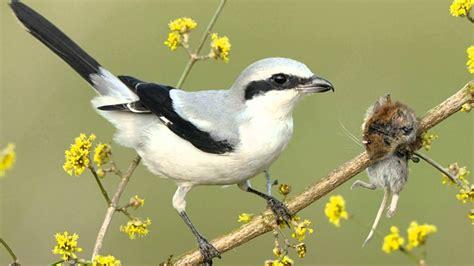 A shrike after impaling its prey on a spike. : r/natureismetal