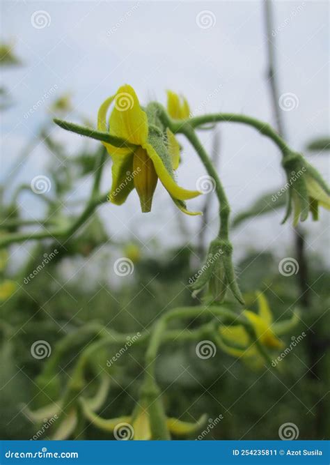 Flowering and Fruiting Tomato Plant Stock Image - Image of crop, yellow ...