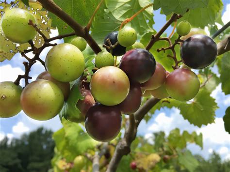 muscadine grapes Articles - Peachtree Residential