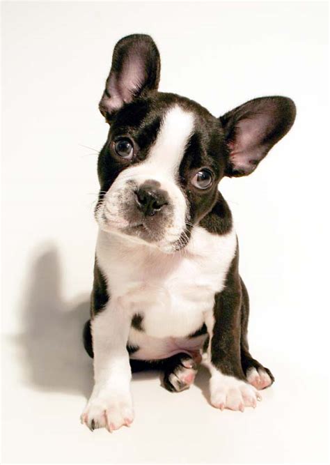 Boston Terrier Names: For Unique Male & Female Bostons