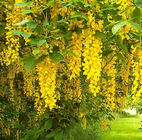 Golden chain tree ( Laburnum ) | Golden chain tree, Tree seeds, Tree ...