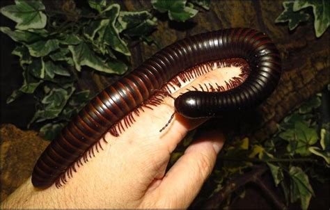 African Giant Millipede - Jonathan's Jungle Roadshow